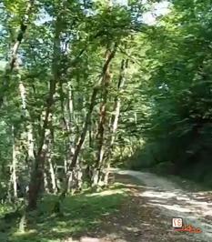 روستای جنگلی اربکله رامسر، عکاسی گردشگری