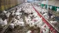 اولین مورد ابتلای انسانی به آنفلوآنزای H5N5 در آمریکا ثبت شد