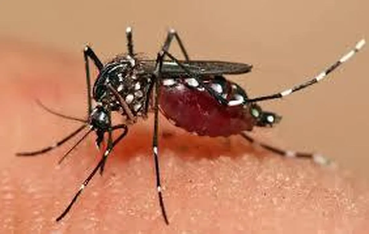 آخرین آمار تلفات تب دنگی در کشور