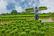 ممنوعیت صادرات ۲۴ محصول کشاورزی برداشته شد
