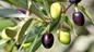 زیتون سیاه چه فرقی با زیتون سبز دارد؟