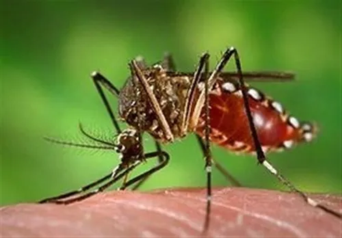 از تب دنگی چه می&zwnj;دانید؟