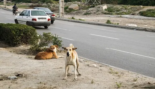 ۸۰۰ ایرانی توسط سگ&zwnj;ها کشته و زخمی شدند+ نمودار