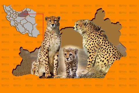 یوزپلنگ‌ها در سمنان جان تازه گرفتند!