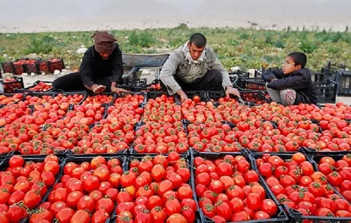 چرا قیمت گوجه&zwnj;فرنگی به دلار رسید