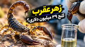فیلم+ زهر عقرب چگونه استخراج می‌شود؟ راز مایعی با قیمت نجومی