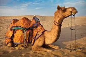 آشنایی با صنعت عبابافی در روستای کردوان بوشهر