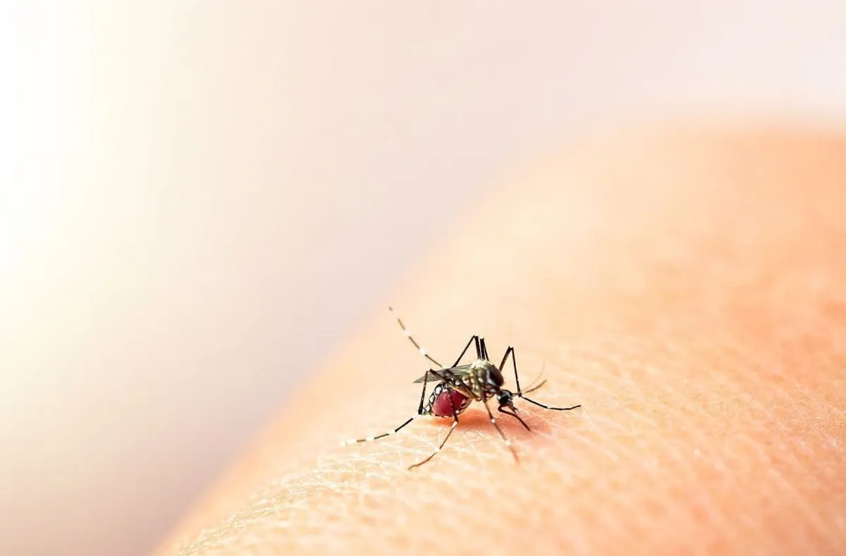 افزایش مبتلایان تب دنگی در ایران