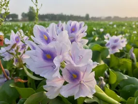 دلربا و فریبا اما سمی!