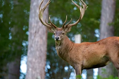 ورود گردشگران به جنگل ممنوع شد!