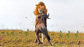 وقتی گوزن قلدر برای شیر، تره هم خُرد نمی‌کند!