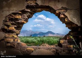 مزارع گشنیز در سلسله و دلفان