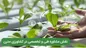 نقش مشاوره فنی و تخصصی در کشاورزی مدرن؛ وقتی ترنم دشت توس همراه شماست