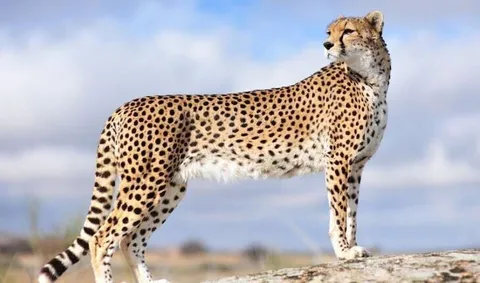 مشاهده دوباره پلنگ ایرانی در الموت + فیلم