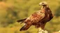 «دکتر عقاب» دستگیر شد