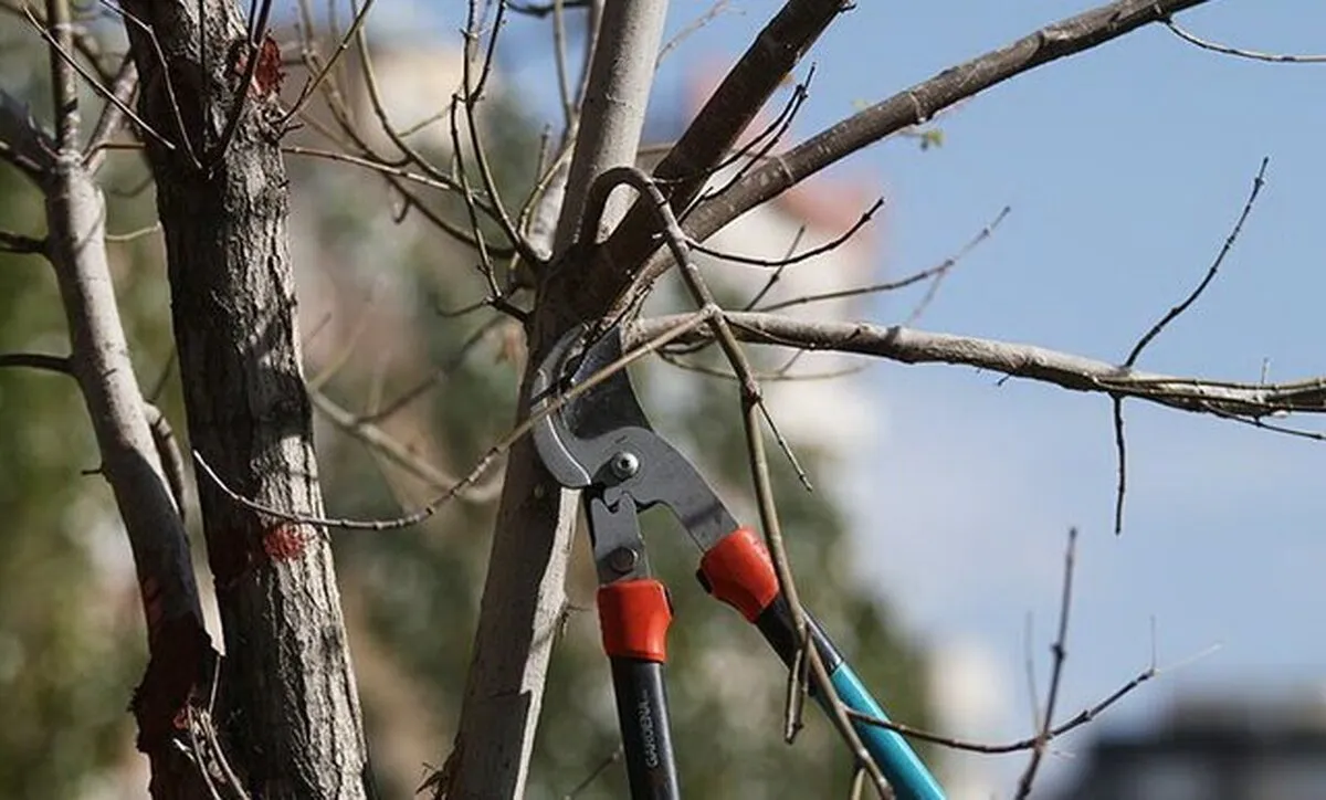 نقشه راه فضای سبز پایتخت تدوین می‌شو؛ درختان خشک تهران باید جمع‌آوری شوند