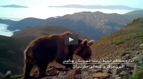 فیلم/ حیات وحش مازندران