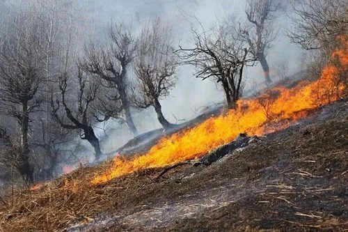 استواری درختان بلوط در جنگل‌های زاگرس کرمانشاه + عکس