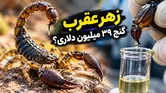فیلم+ زهر عقرب چگونه استخراج می‌شود؟ راز مایعی با قیمت نجومی