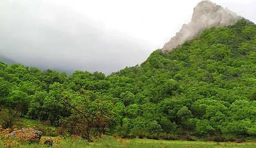 آتش سوزی در بازار گل محلاتی منجر به مرگ شد