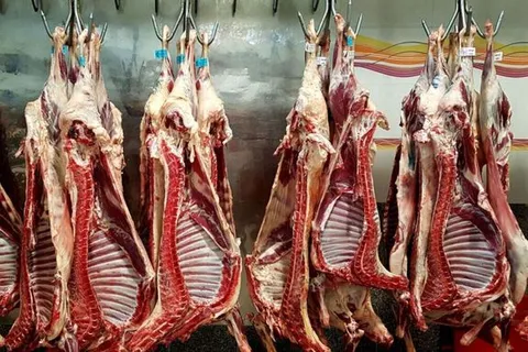 عرضه گوشت گرم وارداتی با قیمت کیلوگرم ۲۳۵ هزار تومان