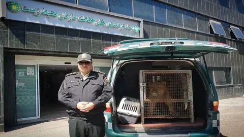 توله شیر امیر علی اکبری به سازمان حفاظت محیط‌زیست تحویل داده شد