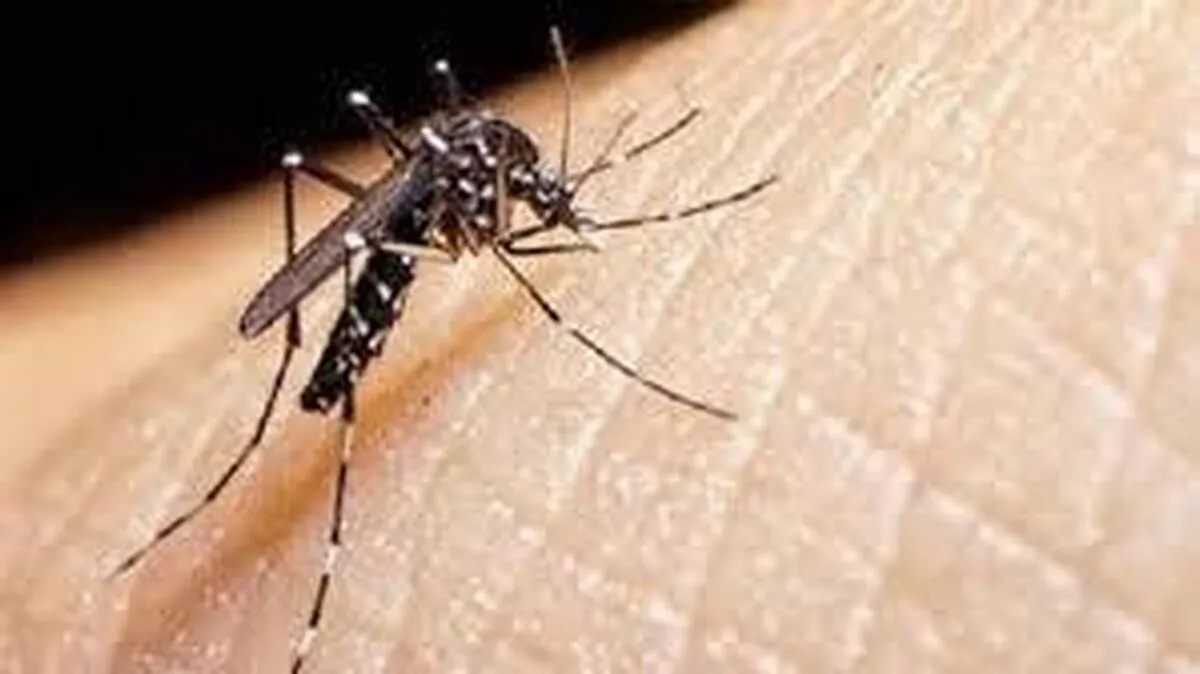 هر پشه۱۰نفر را آلوده می‌کند