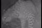 ثبت تصاویر جدید از پلنگ ایرانی در رودبار