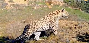 مشاهده پلنگ آناتولی که تصور می‌شد منقرض شده است