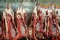 عرضه گوشت گرم وارداتی با قیمت کیلوگرم ۲۳۵ هزار تومان