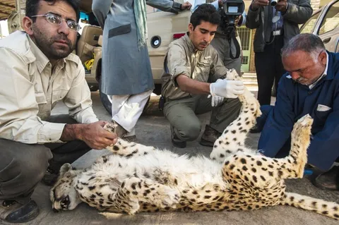معجزه زنده‌ماندن «ایران» بعد از سزارین فاجعه‌بار