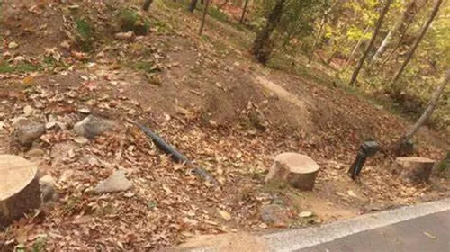 درآمد میلیاردی شهرداری از درخت کُشی