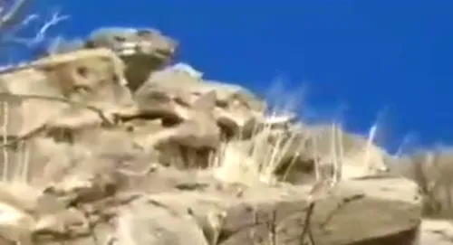 پلنگ ایرانی در سرمای منفی ۸ درجه پارک ملی گلستان