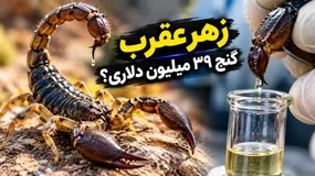 فیلم+ زهر عقرب چگونه استخراج می‌شود؟ راز مایعی با قیمت نجومی