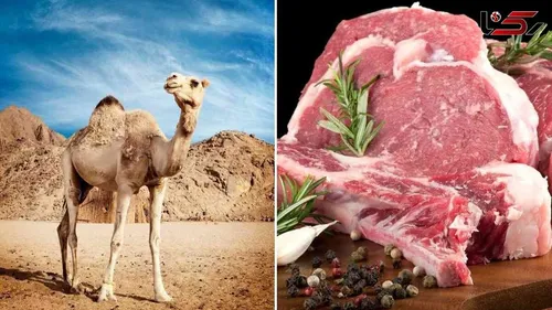 واکنش دیدنی شتر به دیدن برف + فیلم
