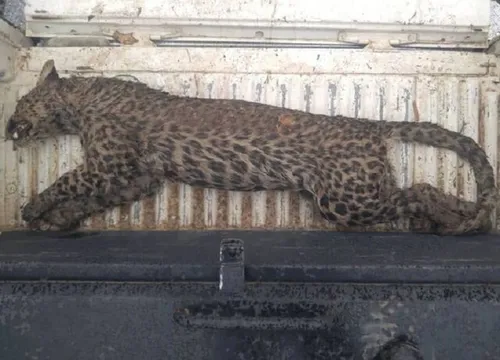 مشاهده ۳ پلنگ در آرادان + (ویدئو)
