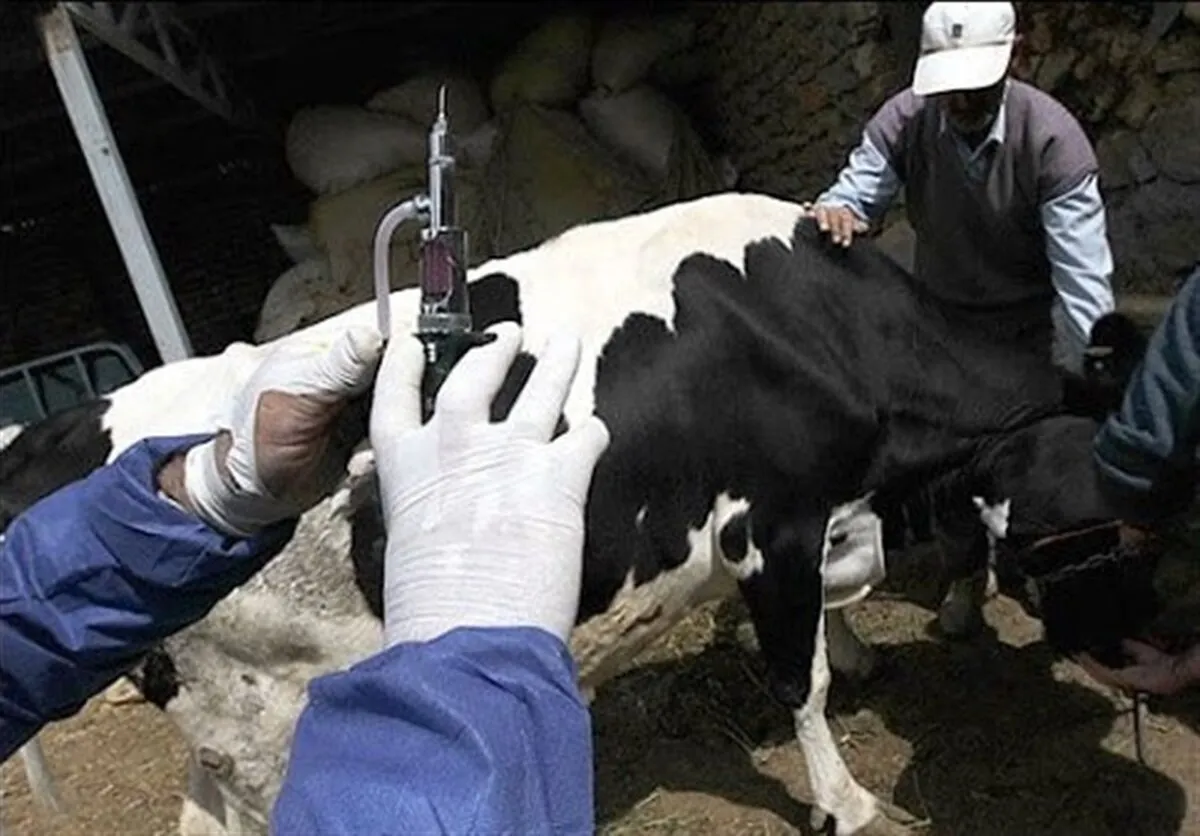 تب برفکی به انسان منتقل می‌شود؟