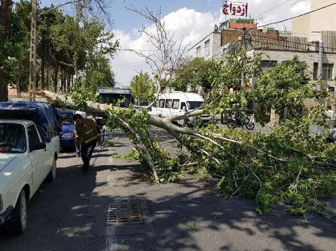 وزش باد شدید و خطر شکستن درختان در تهران