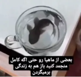 ماهی که بعد از انجماد دوباره به زندگی برمی گردد!