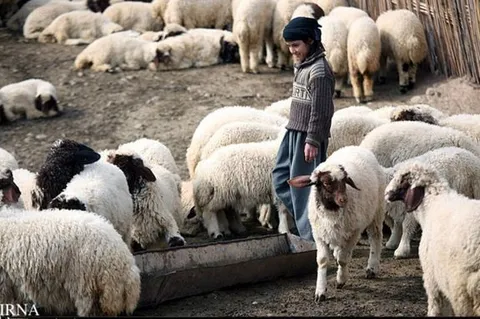سقف قیمت دام زنده برای ذبح در روز عید قربان