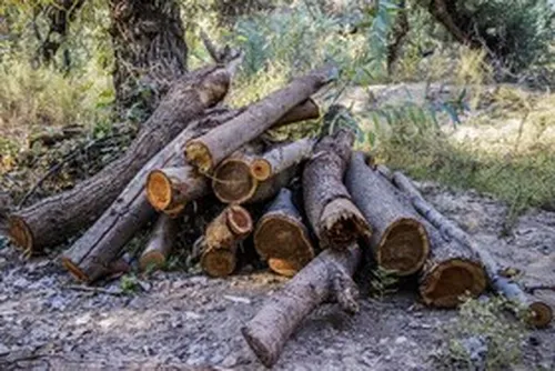 قطع درختان پارک ملی دز و عباس آباد