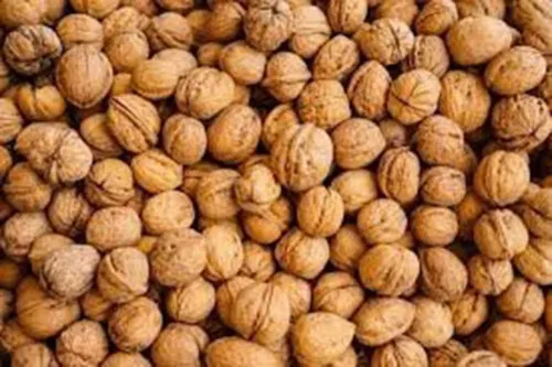 برداشت گردو در چهارمحال‌وبختیاری