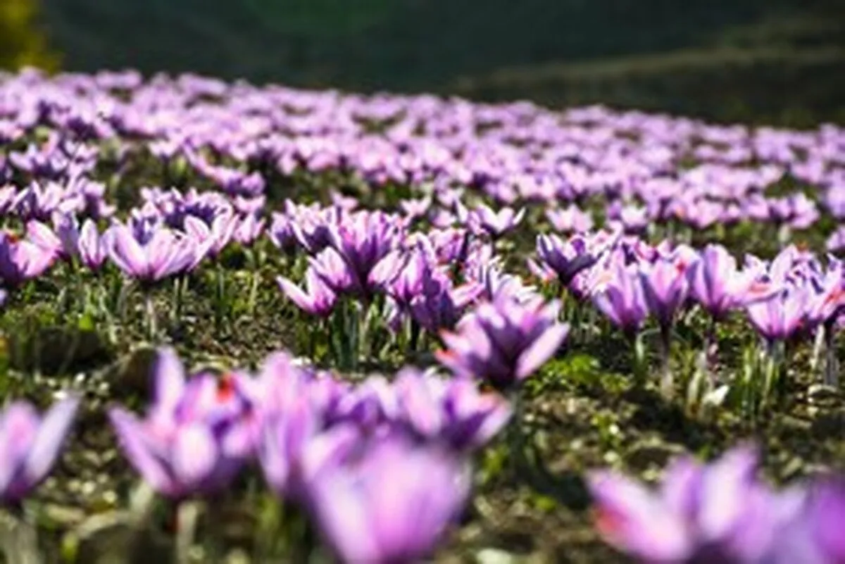 برداشت طلای سرخ در گلستان