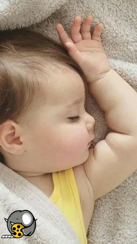 بیشترین ولادت متعلق به کدام استان بود در سال گذشته؟