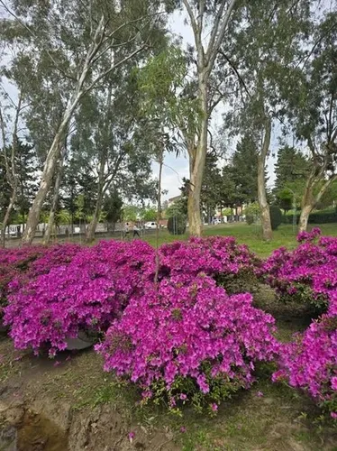 نخستین جشنواره گل آزالیا در رامسر