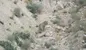 مشاهده ۳ پلنگ در آرادان + (ویدئو)