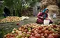 استقبال ۸۷ درصدی دیپلمه‌ها از طرح اشتغال روستایی