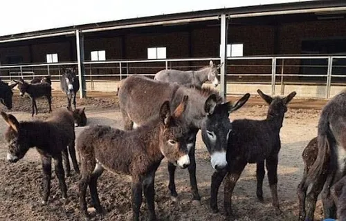 (فیلم) حضور مجری اسکار با الاغ بر روی صحنه مهمترین مراسم سینمایی آمریکا