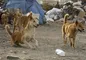 عقیم سازی سگ‌ها و گربه‌ها ۱۰ هزار میلیارد تومان بودجه می‌خواهد