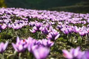 برداشت طلای سرخ در گلستان
